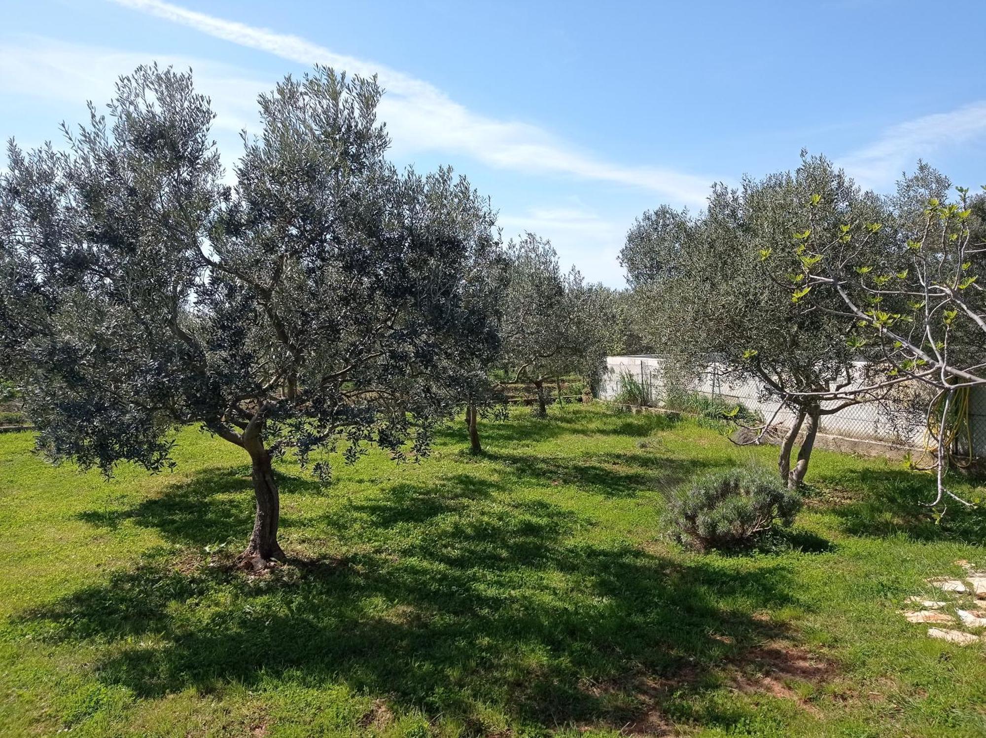 פאז'אנה Nature Home Eco-Friendly Pet-Friendly מראה חיצוני תמונה